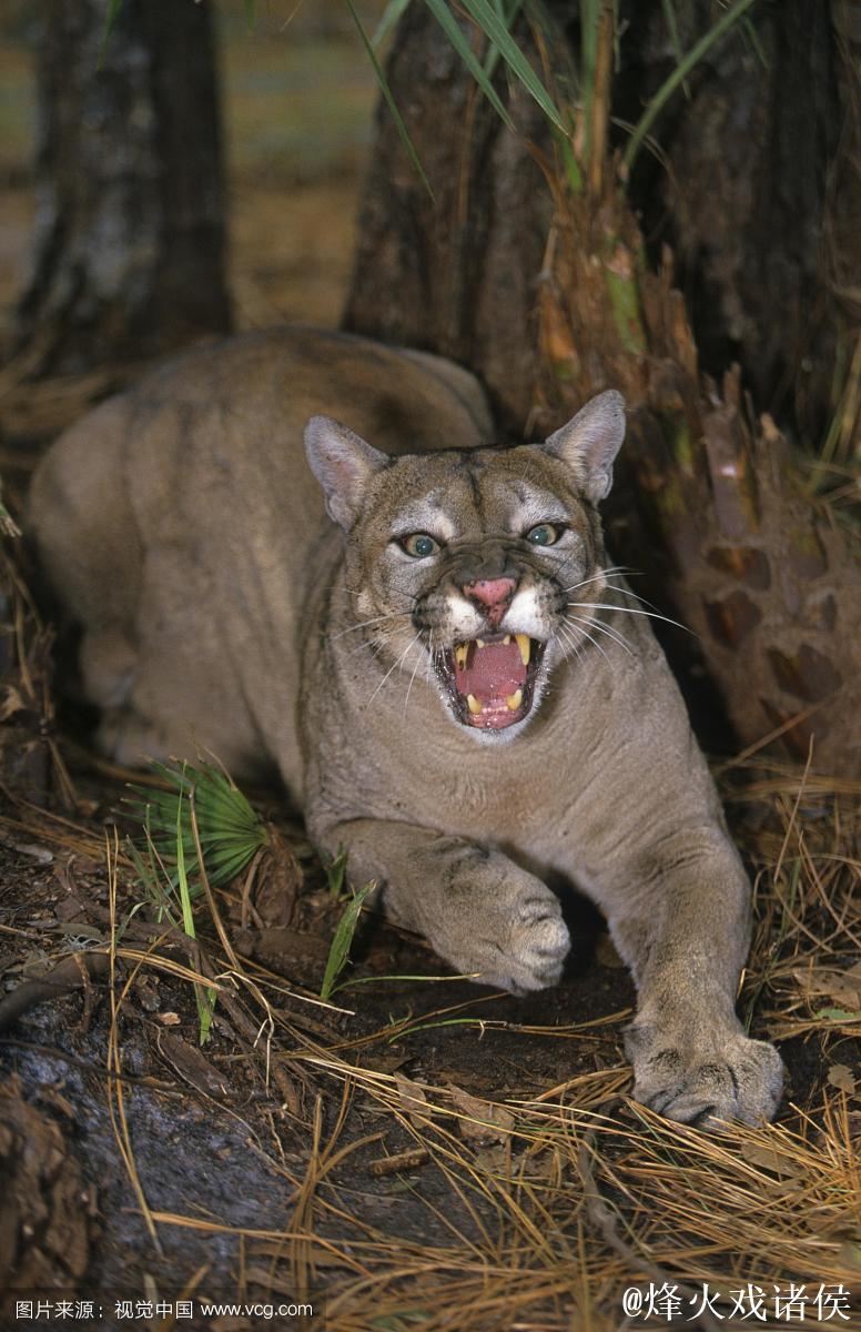 常规赛:佛罗里达美洲豹4-0达拉斯星 集锦 常规赛:佛罗里达美洲豹4-0达拉斯星 集锦